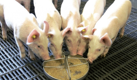 El Impacto de las Micotoxinas en la etapa de terminación de cerdos