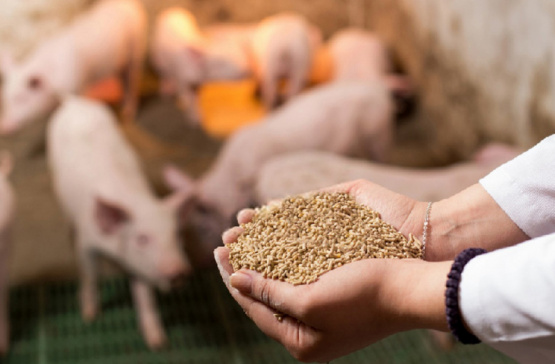 La nutrición de precisión como clave del éxito en el Sitio 3