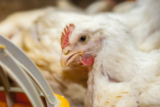 Perú y Chile levantaron las restricciones a productos de origen aviar 