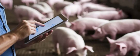 Smart farming en porcino, clave para una producción más eficiente, trazable y sostenible