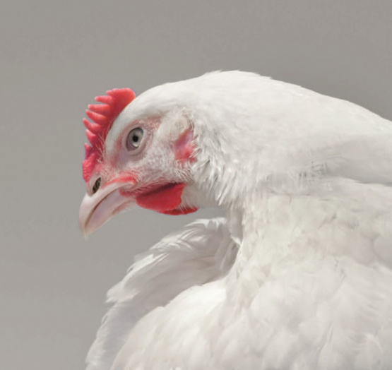 Coccidiosis aviar: Claves para una prevención integral
